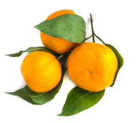 Branch of Orange Ripe Tangerine With Green Leaves