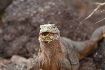 Land Iguana Eating Cactus Fruit, Galapagos