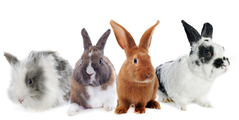 Fototapeta premium group of rabbit
