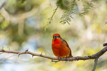 El pájaro rojo está mirando al frente.