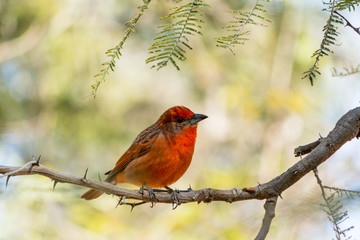 El pájaro rojo mira a un lado.
