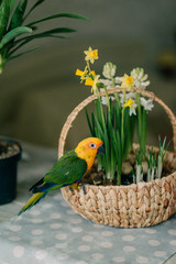 Fototapeta premium large parrot with a yellow head