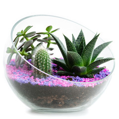 florarium in glass pots with cacti and succulents