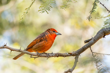 El pájaro rojo camina por la rama.