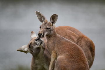 kangourou roux jeune et adulte