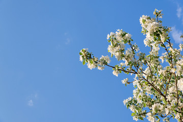 branch of blossoming apple tree on blue sky background