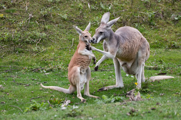 Naklejka na ściany i meble kangourou roux jeune et adulte