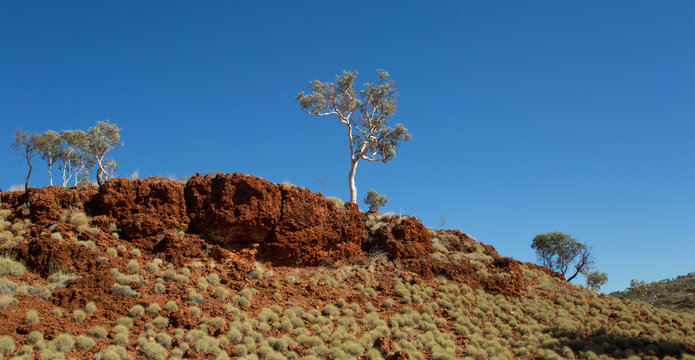 Outback Australia: Gum trees on a hill near Kalamina Gorge, Karijini NP, WA