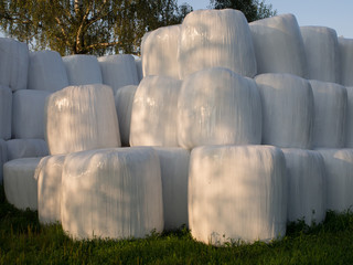 Bales of straw/ silage