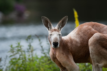 Kangourou roux
