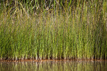 Patterns of Australia: Reed at the bank of a creek in Kalamina Gorge, Karijini NP, WA
