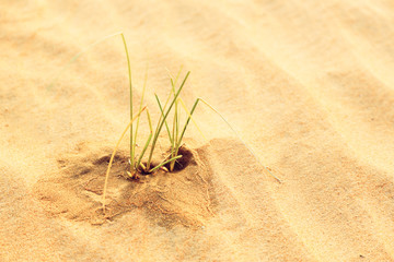 Blades Of Grass Growing In The Desert