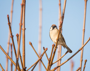 Eurasian Tree Sparrow sitting on the twig of a bush