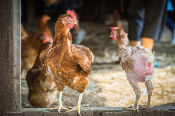 rooster standing 