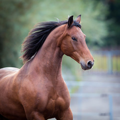 Bay horse portrait closeup. Trakehner horse runs in field. Square photo.