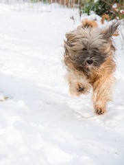 Tibetan terrier dog running and jumping in the snow.