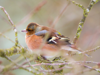 Common chaffinch bird sitting on a tree