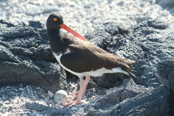 American Oystercatcher, Galapagos