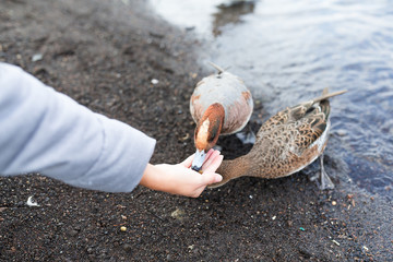 Woman feeding duck at lake side