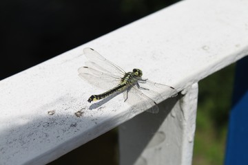 Natura © Bartlomiej