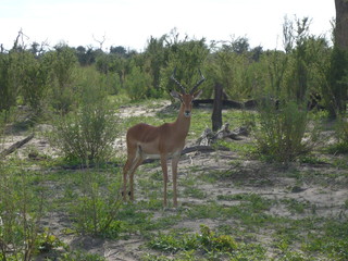 Impala in African landscape