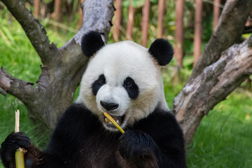 Fototapeta na wymiar Panda géant en train de manger
