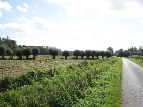 Kopfweiden NRW Niederrhein 03