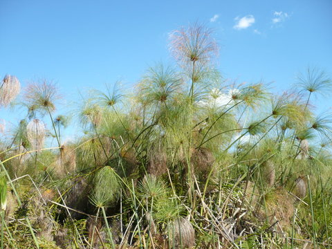 Papyros in africa against blue sky