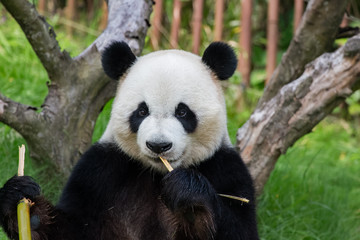Fototapeta na wymiar Panda géant en train de manger