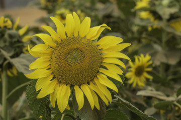 Sunflower in the garden