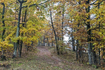 Fototapeta premium Autumn day in the woods