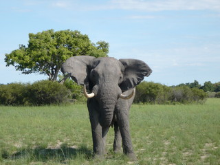 Fototapeta na wymiar Elephant in African landscape