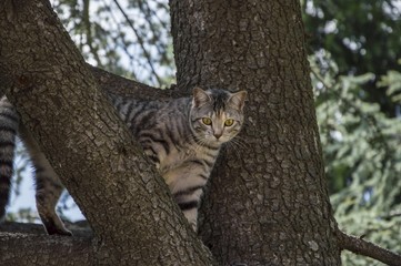 Cat up the tree