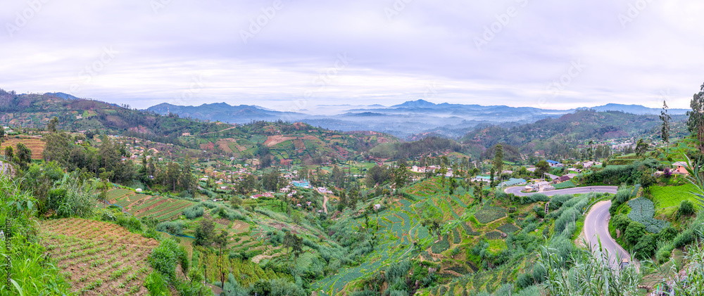 Canvas Prints Tea estate on the slope