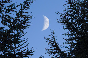 Daytime Moon through trees