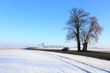Samochód osobowy na drodze zimą, stare, duże, zabytkowe drzewo.