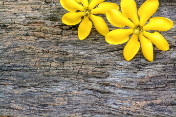 Old natural wooden shabby background and yellow flower.