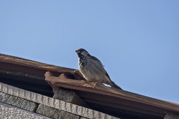 Sparrow on a building roof