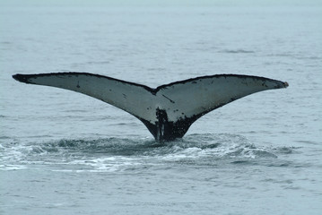 Obraz premium Humpback Whale Tail, Alaska