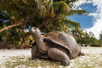 Seychelles. Giant tortoise on Curieuse Island - obrazy, fototapety, plakaty