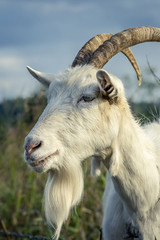 The portrait of white male goat close up on the field.