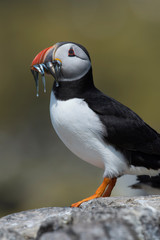 Atlantic Puffin (Alca arctica)/Puffin on rocky coastline of the Farne Islands