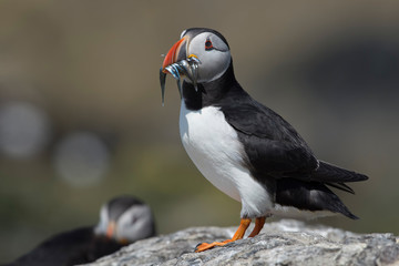 Atlantic Puffin (Alca arctica)/Puffin on rocky coastline of the Farne Islands