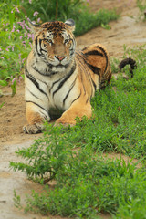 tiger  predator  felino  siberia  siberian tiger 