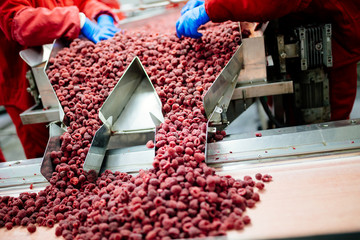 Factory for freezing and packing fruits. Unrecognizable worker's hands in protective blue gloves...