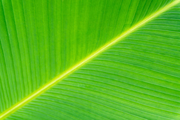 close up of texture on  green palm tree leaf for background
