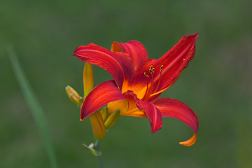 Spring blooming daylily  flower in soft focus on light green background outdoor close-up macro. Spring template floral background wallpaper.  Elegant gentle romantic lovely delicate artistic image.