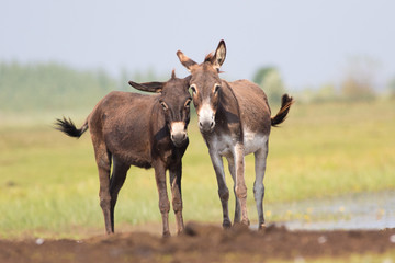 Two curious donkeys