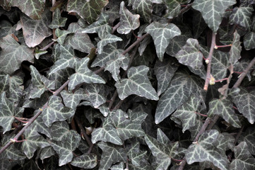 Background and texture of the leaves on the stems oryhilnoyi form that tyahutsya vertically