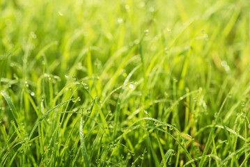 Natural abstract soft green eco sunny background with grass and light spots